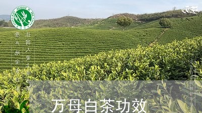 万母白茶功效/2023051247270