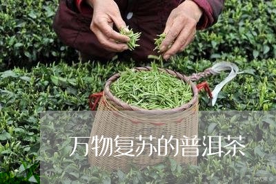 万物复苏的普洱茶/2023081691714