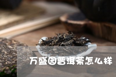 万盛园普洱茶怎么样/2023091542838