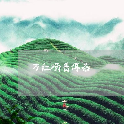 万红场普洱茶/2023042731735