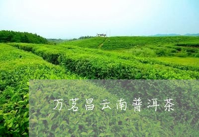 万茗昌云南普洱茶/2023101635926