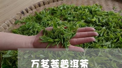 万茗荟普洱茶/2023112619382