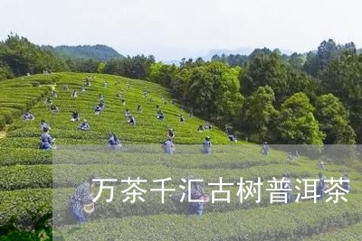 万茶千汇古树普洱茶/2023101709582