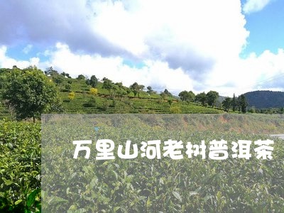 万里山河老树普洱茶/2023110950694