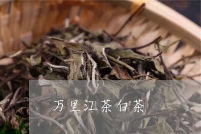 万里江茶白茶/2023051254960