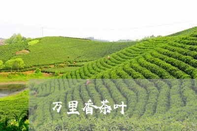 万里香茶叶/2023041718055