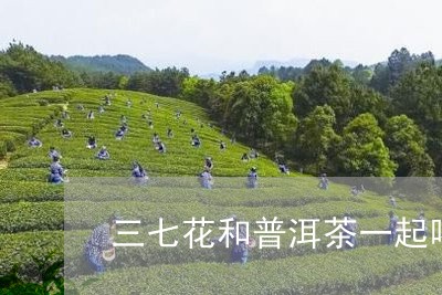 三七花和普洱茶一起喝/2023092603927