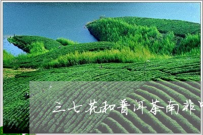 三七花和普洱茶南非叶/2023062365258