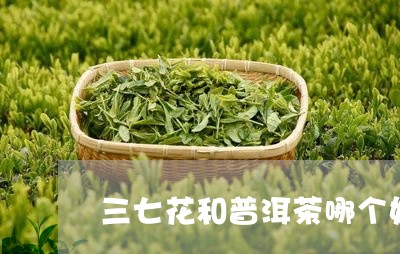 三七花和普洱茶哪个好/2023093062616