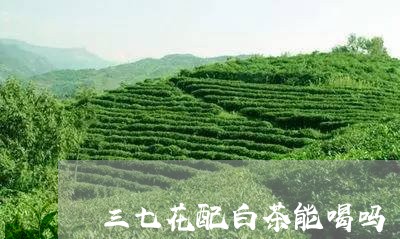 三七花配白茶能喝吗/2023071488362