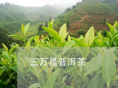 三万昌普洱茶/2023042919433