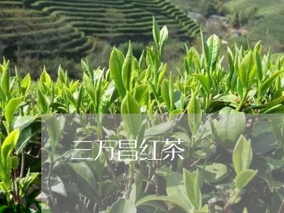 三万昌红茶/2023110929393