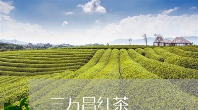 三万昌红茶/2023121999503