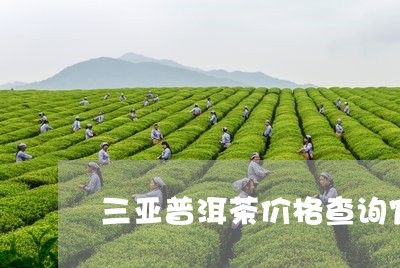 三亚普洱茶价格查询官网/2023050536582