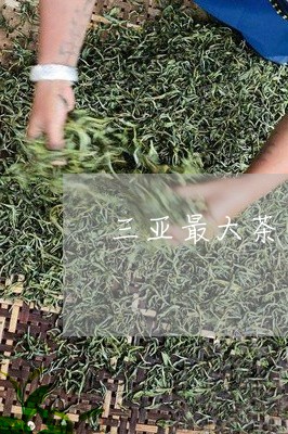 三亚最大茶叶批发市场地址/2023051222725