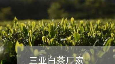 三亚白茶厂家/2023051278470