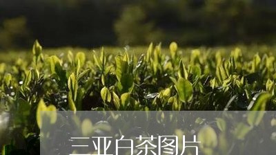 三亚白茶图片/2023051259495