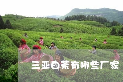 三亚白茶有哪些厂家/2023121660504