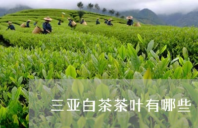 三亚白茶茶叶有哪些/2023071472959