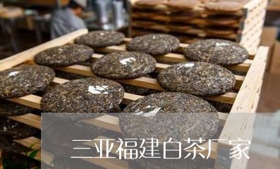 三亚福建白茶厂家/2023090563849