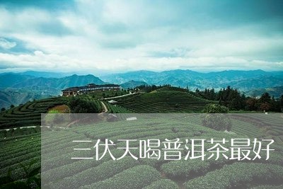 三伏天喝普洱茶最好/2023120516060