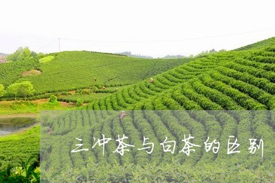 三冲茶与白茶的区别/2023121657260