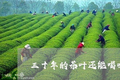 三十年的茶叶还能喝吗/2023071606936