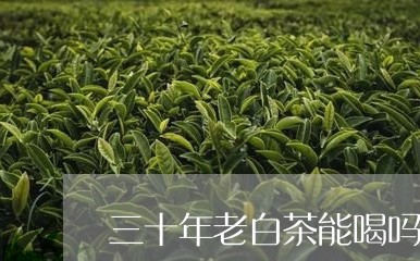 三十年老白茶能喝吗/2023071467593