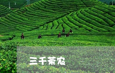 三千茶农/2023083148305