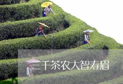 三千茶农大智寿眉/2023090853048