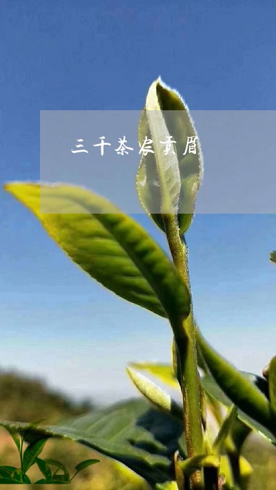 三千茶农贡眉/2023051204361