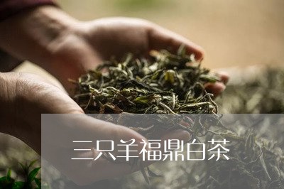 三只羊福鼎白茶/2023062802137