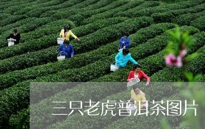 三只老虎普洱茶图片/2023112762615