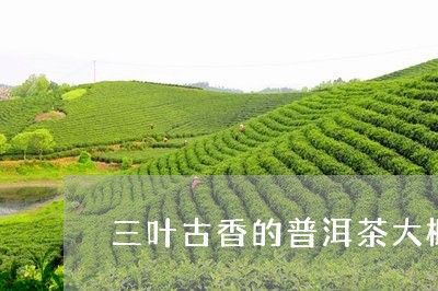 三叶古香的普洱茶大概多少钱/2023052887248