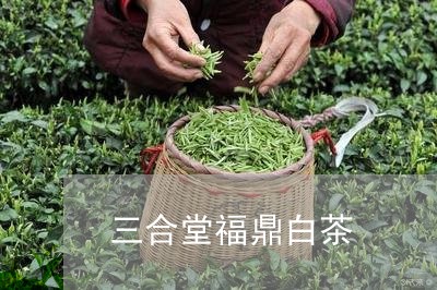 三合堂福鼎白茶/2023112539381