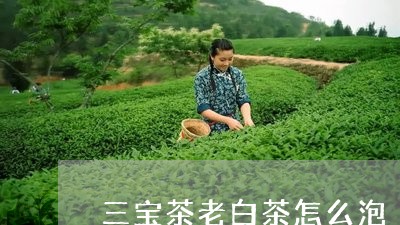 三宝茶老白茶怎么泡/2023121506049