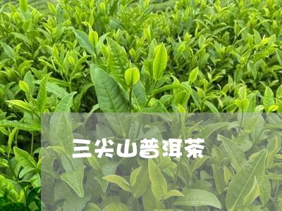 三尖山普洱茶/2023101682915