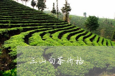 三山白茶价格/2023080118160