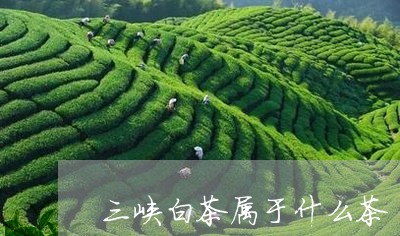 三峡白茶属于什么茶/2023121529381