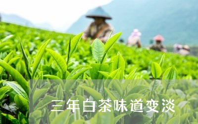 三年白茶味道变淡/2023061516171