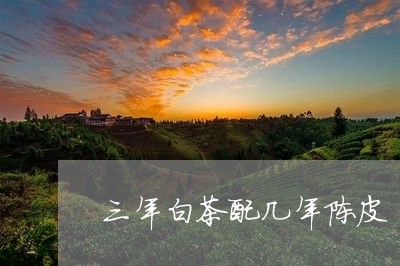 三年白茶配几年陈皮/2023071426271