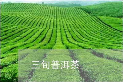 三旬普洱茶/2023090604838