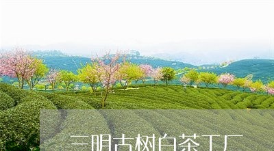 三明古树白茶工厂/2023061582837