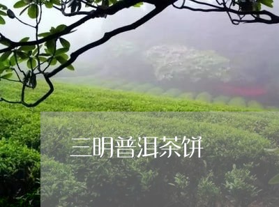 三明普洱茶饼/2023090617482