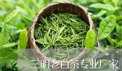 三明老白茶专业厂家/2023071441725