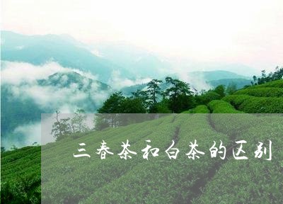 三春茶和白茶的区别/2023081227160