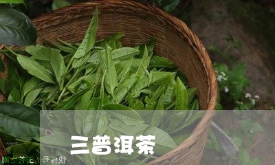 三普洱茶/2023090147460