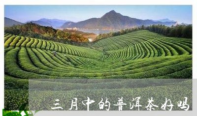 三月中的普洱茶好吗/2023091538492