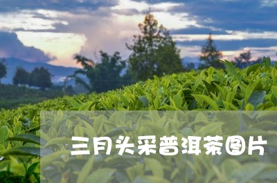 三月头采普洱茶图片/2023112721705