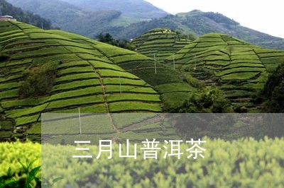 三月山普洱茶/2023090619393